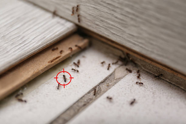 Best Mosquito Control Services  in Rehoboth Beach, DE